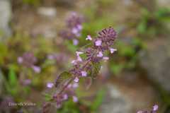 Clinopodium umbrosum